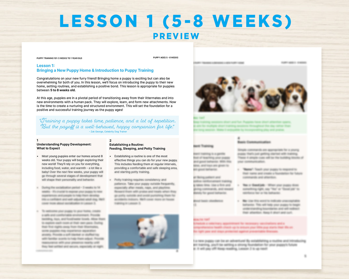 Puppy Training 101: A Beginner's Dog Training Guide for 5 Weeks to 1-Year-Old Pups