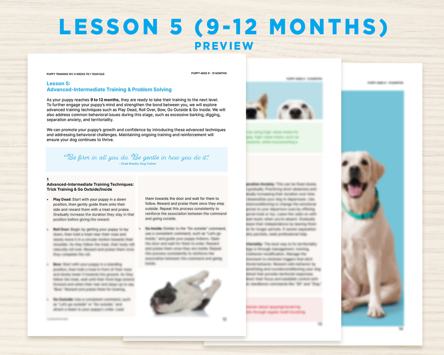 Puppy Training 101: A Beginner's Dog Training Guide for 5 Weeks to 1-Year-Old Pups